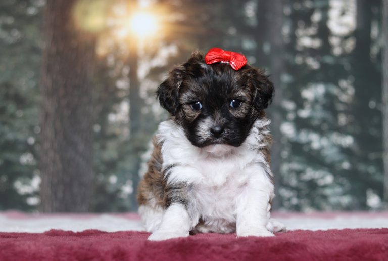 4816aaNova the teddy bear -the puppy lodge