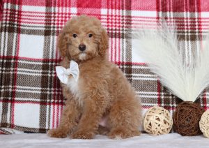 4817aa-Leo the mini poodle-the puppy lodge