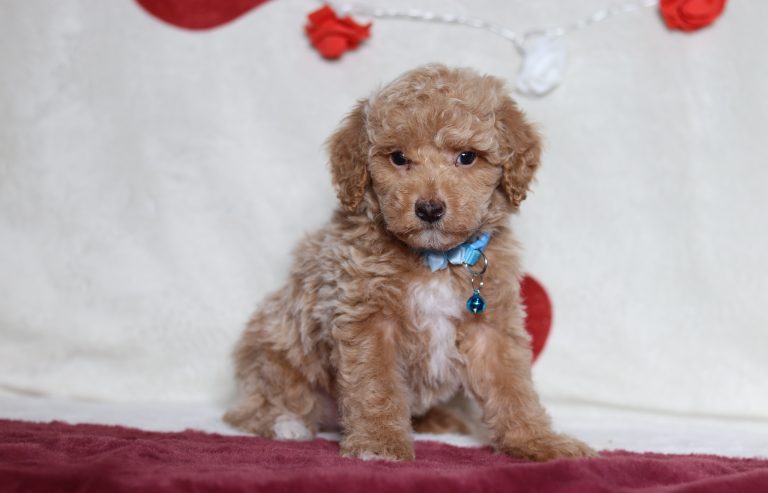 4817aaaLeo the mini poodle-the puppy lodge