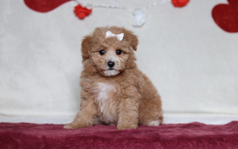 4821aaaRuthy the mini poodle-the puppy lodge