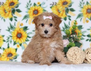 4821aaaRuthy the mini poodle-the puppy lodge