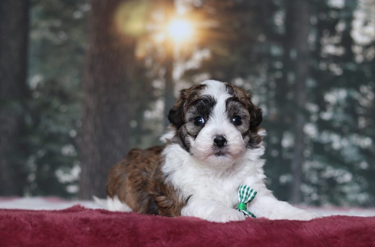 4826aaNutcracker the teddy bear -the puppy lodge