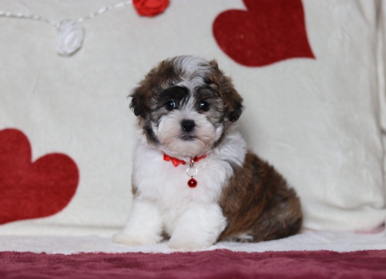 4826aaaNutcracker the teddy bear-the puppy lodge