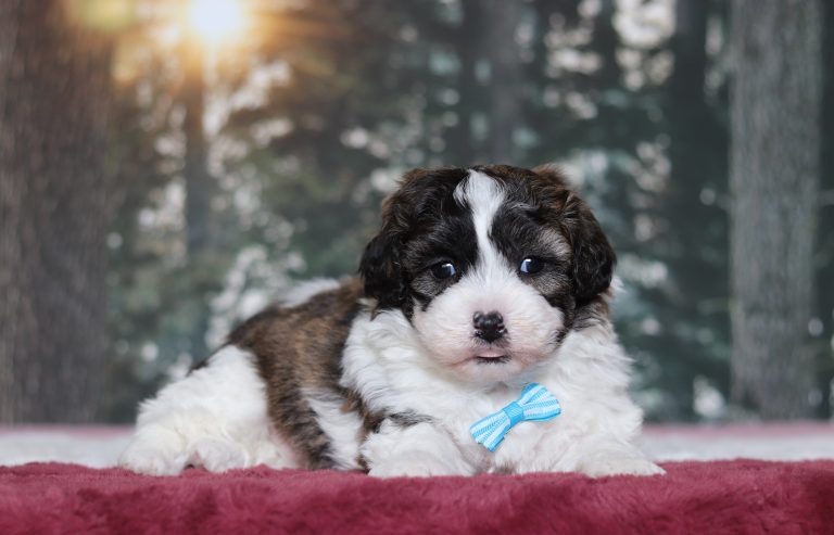 4830aaNemo the teddy Bear-the puppy lodge