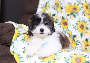 4830aaaaNemo the teddy bear-the puppy lodge