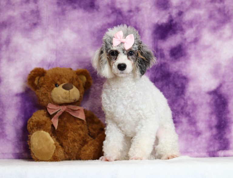 4979aaaHannah the mini poodle-the puppy lodge