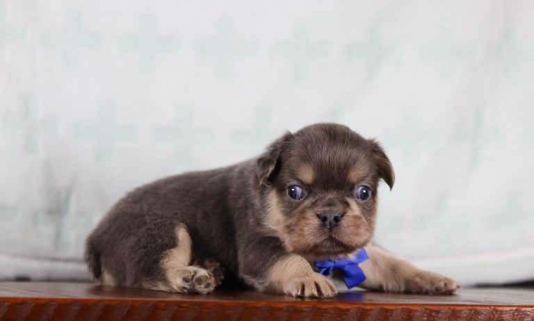 5079aaMacy the fluffy frenchie-the puppy lodge