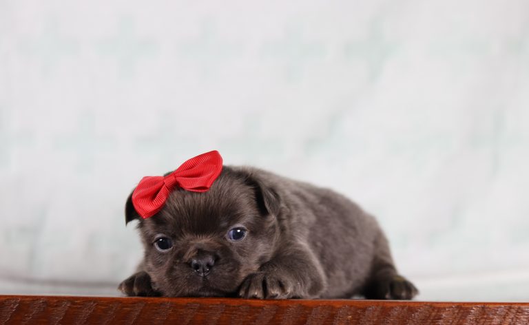 5080aMacy the fluffy frenchie-the puppy lodge