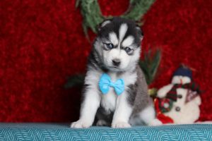 9641aaLewis the pomsky-the puppy lodge