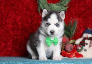 9642aLoki the pomsky-the puppy lodge