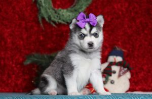 9649aLinda the pomsky-the puppy lodge