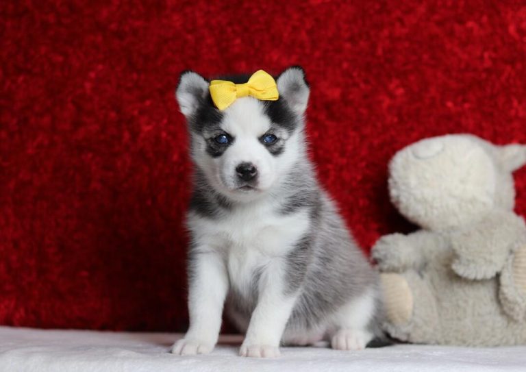 9650-Livia the pomsky-the puppy lodge