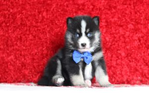 9651aaaLeslie the pomsky-the puppy lodge