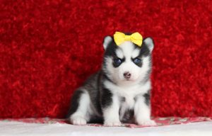 9653aLizbon the pomsky-the puppy lodge