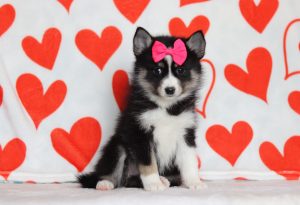 9654aaaLulu the pomsky-the puppy lodge