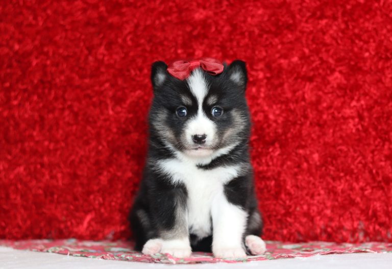 9654aaaLulu the pomsky-the puppy lodge