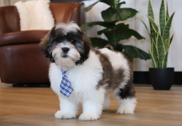 Easton-0586ppppuppy-teddy-bear-Pawsome-Family-Pets