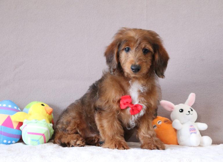 Gabriel-0625a-puppy-mini-doxidoodle-Puppy-Lodge