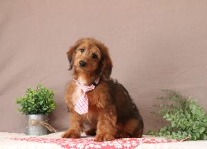 Gabriel-0625aaa-puppy-mini-doxidoodle-Puppy-Lodge