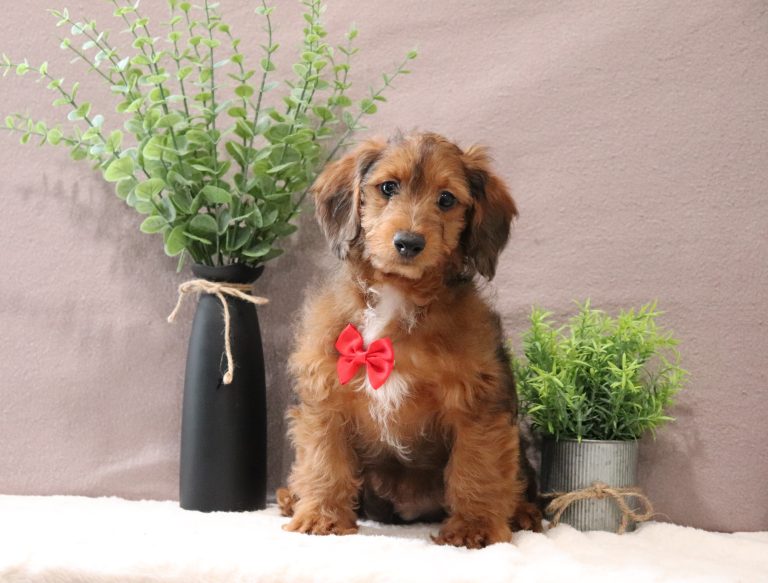 Gabriel a Mini doxidoodle puppy-Puppy-Lodge