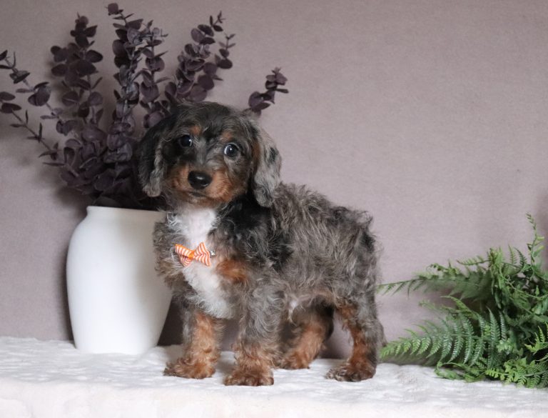 Greg-0622aaa-mini-doxidoodle-Pawsome-Family-Pets