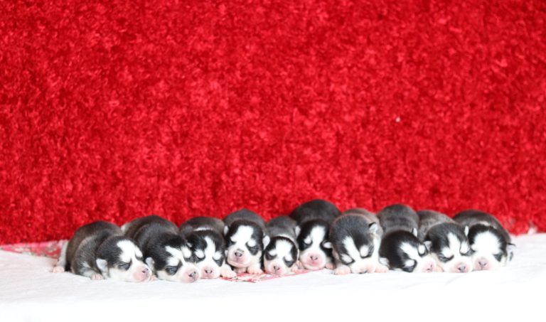 Hamara-litterpomsky-the puppy lodge