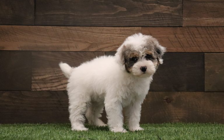 Hannah-4979aaa-mini-poodle-Pawsome-Family-Pets