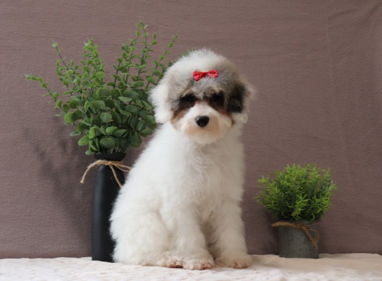 Hannah-4979bbb-mini-poodle-Pawsome-Family-Pets