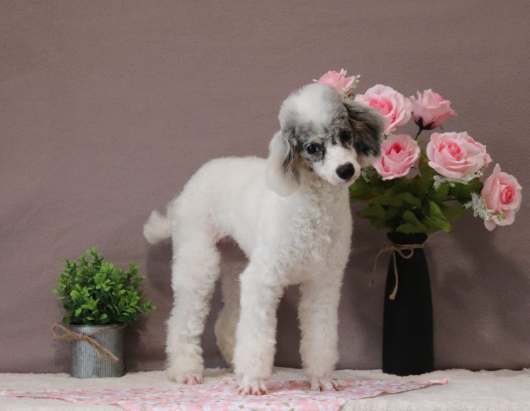 Hannah-4979c-puppy-mini-poodle-Puppy-Lodge