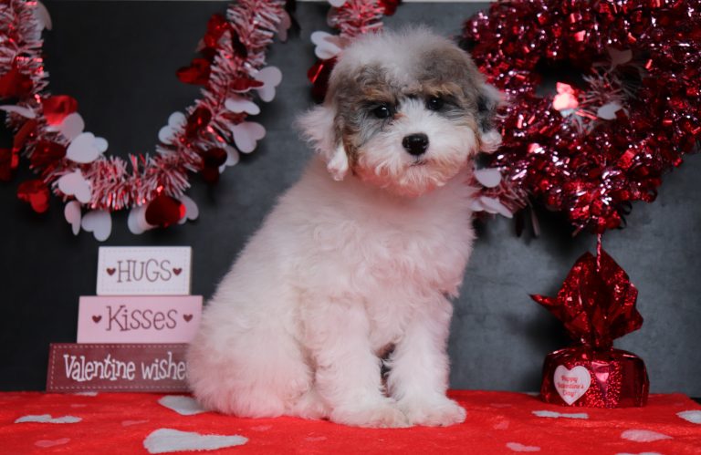 Hannah-4979cc-mini-poodle-Puppy-