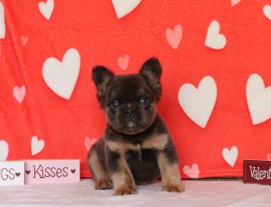 Heidi-3625aaa-fluffy-french-bulldog-Pawsome-Family-Pets