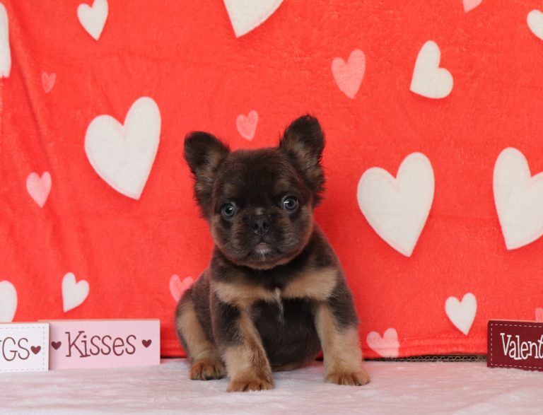 Heidi-3625aaa-fluffy-french-bulldog-Pawsome-Family-Pets