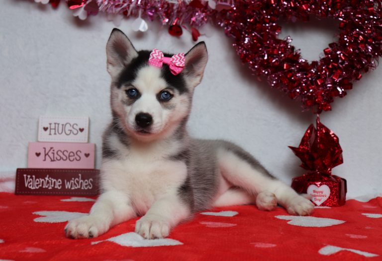 Lilly-9650a-pomsky-Puppy-Lodge-