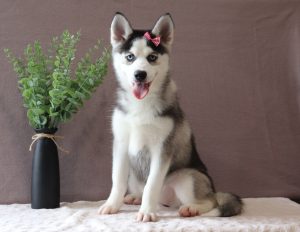 Livia-9650aa-pomsky-Pawsome-Family-Pets