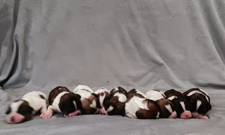 Nilla-litter-teddy bear-the puppy lodge