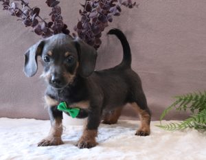 Peanut-0639bbb-mini-doxidoodle-Pawsome-Family-Pets