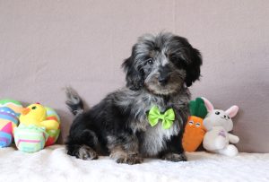 Perry-0504aa-puppy-mini-doxidoodle-Puppy-Lodge