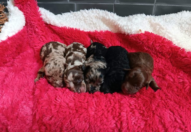 Pineapple-litter-doxypoo-the puppy lodge