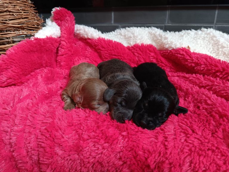 Priscilla-litter-Dachshund-the puppy lodge