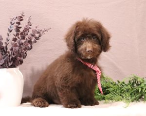 River 4756a mini doxidoodle Pawsome Family Pets