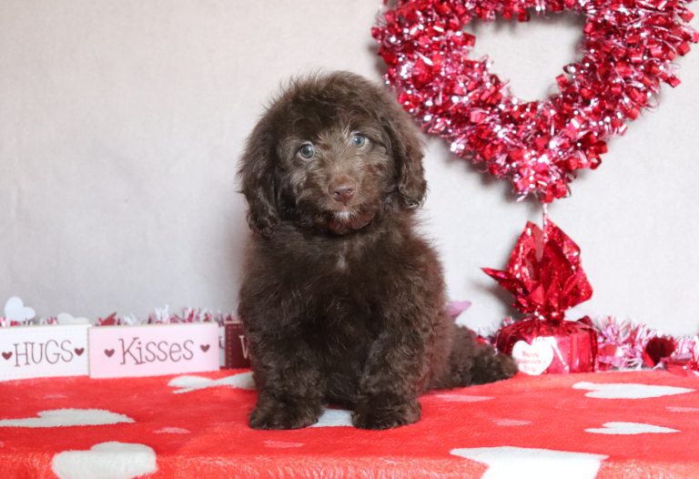 River-4756aa-mini-doxidoodle-Puppy-Lodge