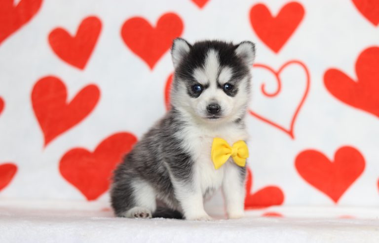 0169aaHarold the pomsky-the puppy lodge