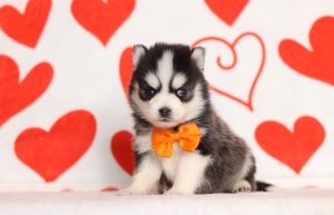 0170aHerman the pomsky-the puppy lodge