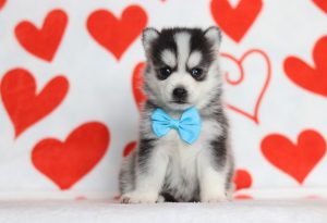 0171aaaHunter the pomsky-the puppy lodge