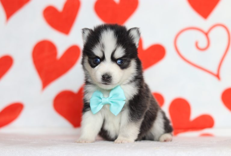 0172aaHosea the pomsky-the puppy lodge