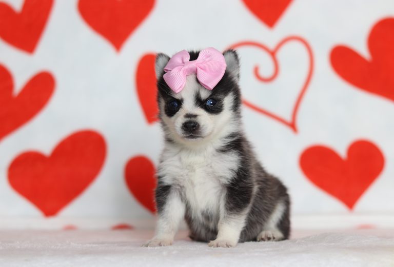 0174aaaHadassah the pomsky-the puppy lodge