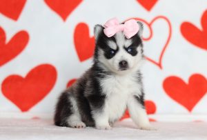 0175aaaHoney the pomsky-the puppy lodge