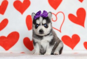 0176aaaHaylee the pomsky-the puppy lodge