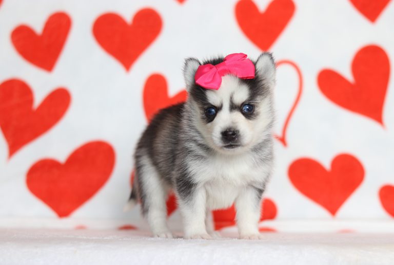 0177aaaHaven the pomsky-the puppy lodge