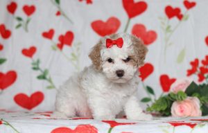0597aaaShiloh the mini poodle-the puppy lodge